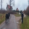 Policjanci schwytali… konia