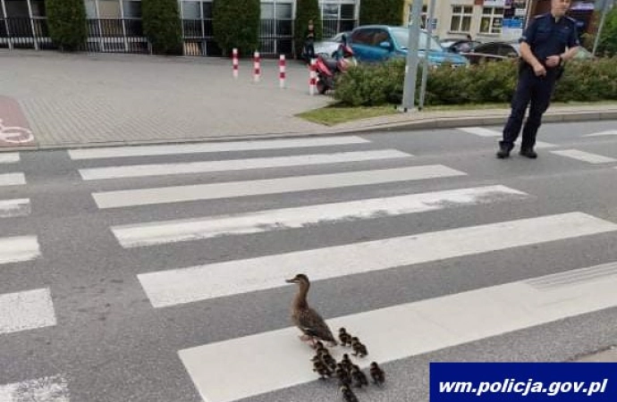 W Kętrzynie policjanci pomogli bezpiecznie przejść przez ulicę kaczej rodzinie.