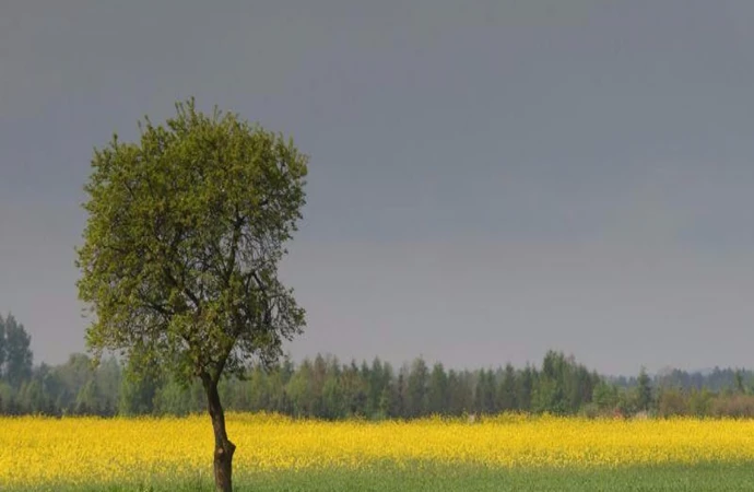 Do wojewody warmińsko-mazurskiego wpłynęły wnioski o uruchomienie komisji szacujących straty rolnicze.